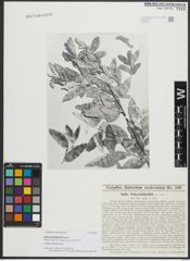 Foto von Salix schweinfurthii Toepff.